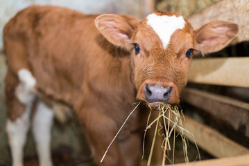 Young calf eats hay in the barn. Cute calf looks into the object. Young cow standing in the barn eating hay. Calf. © Olha Semeniv