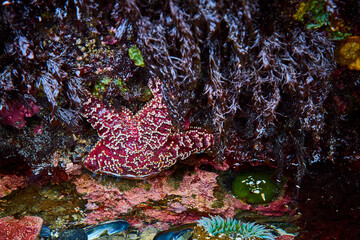 Maroon Starfish and Marine Life Close-Up in Tide Pool