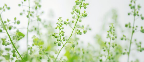 Obraz premium Closeup of Green Plant Stems With Small Buds in a Blurred Garden