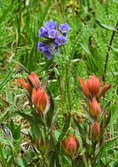 pretty orange indian paintbrush and blue sky pilot  wildflowers   in summer  along the upper straight creek trail in in summit county near the eisenhower tunnel in the rocky mountains of colorado