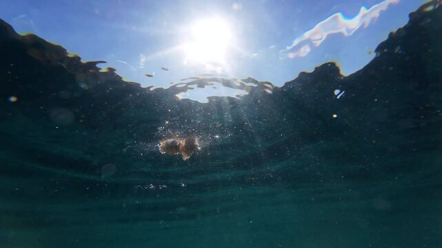 A slow motion underwater clip of a school of saddled bream feeding on bread drop into the sea.