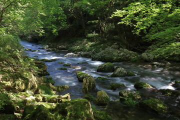 Fototapeta premium 小田深山渓谷 夏の渓流 (愛媛県）