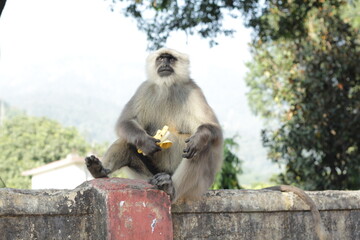 Tufted Grey Langur eating Banana in India