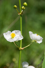 Blüten des Pfeilkrauts