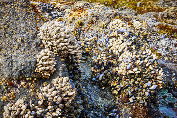 Barnacles and Mussels on Rocky Shoreline Close-Up
