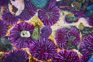Purple Sea Urchins in Tide Pool Close-Up Perspective