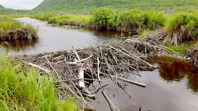 Beaver dam Acadia National Park, Maine, USA 2024