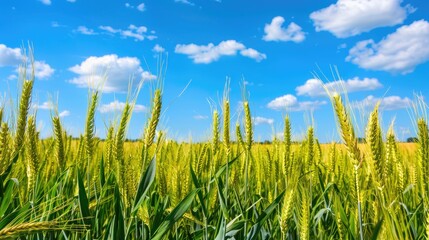 Obraz premium Immature young cereals growing on agricultural field with blue sky in the background