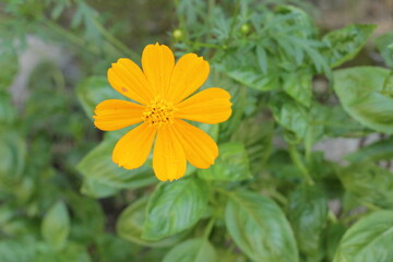 Yellow Cosmo in India
