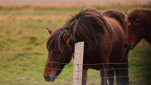 An Icelandic horse scratching an itch on it's neck, on a fence post.