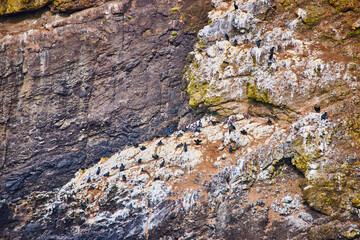 Seabirds on Rugged Coastal Cliffs Aerial View