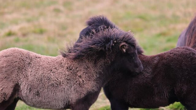 a closeup of Icelandic horses grooming each other.