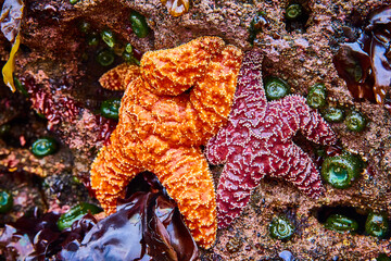 Orange and Red Starfish in Tidal Pool Close-Up