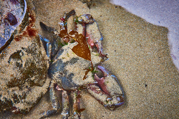Crab Camouflaged with Seaweed on Sandy Beach Close-Up