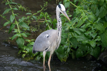 Graureiher an Ufer