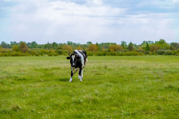 Fototapeta premium A dairy cow with an udder stands in a pasture under a blue sky on green grass overlooking the distant horizon. Animal husbandry. Agricultural industry.