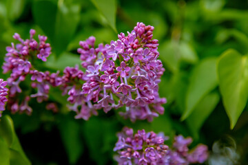 purple lilac on the street. A gentle spring background. Spring May flowers.