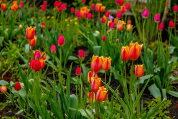 Red and yellow tulips on a background of green leaves. Sunny floral background with beautiful tulips.