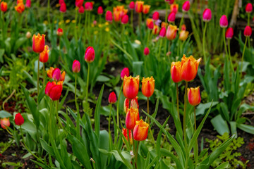 Red and yellow tulips on a background of green leaves. Sunny floral background with beautiful tulips.