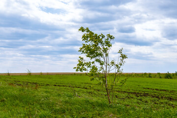 Fototapeta premium Rural places against a cloudy sky. A rustic landscape. Spring juicy foliage green. Blue sky.