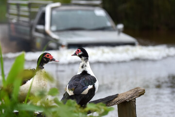 close up of the Muscovy ducks nearby the lake and in the background, a 4WD truck drive into the water.