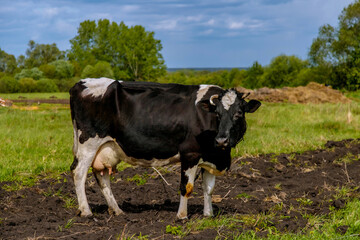 A dairy cow with an udder stands in a pasture under a blue sky on green grass overlooking the distant horizon. Animal husbandry. Agricultural industry.