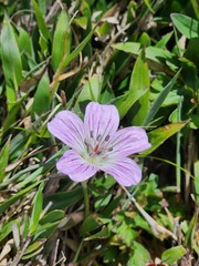 flower in the mountain