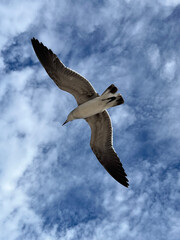 Flying Seagull