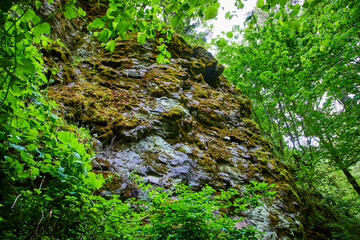 Lush Moss-Covered Rock Face with Verdant Foliage at Eye-Level in Oregon Forest