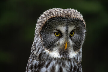 Hunting stare of Great Grey Owl