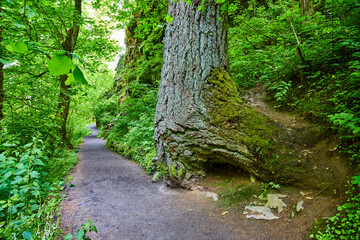 Lush Forest Trail with Mossy Tree Trunk Eye Level View