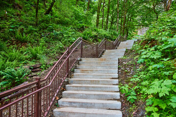 Concrete Staircase in Lush Forest Canopy Perspective
