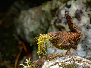 森の中の水場の岩の上で巣材をいっぱいくわえて運んでいるミソサザイ
