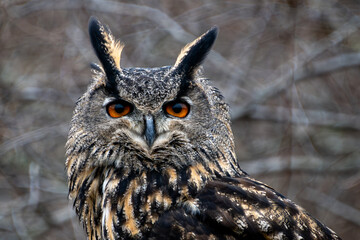 Orange Stare of the Eurasian Eagle Owl