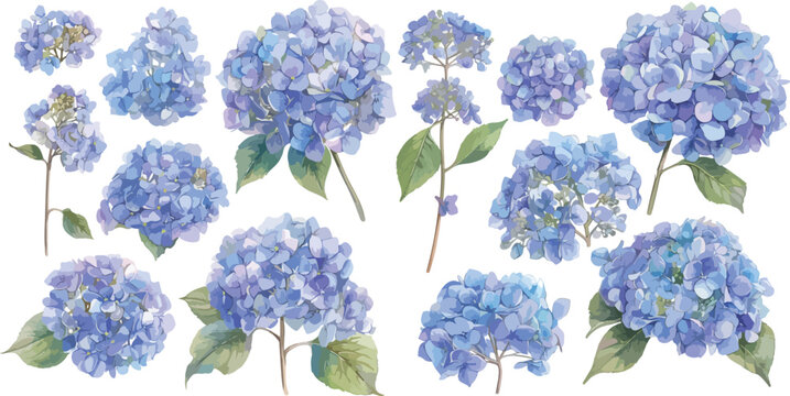hydrangea watercolor clipart
