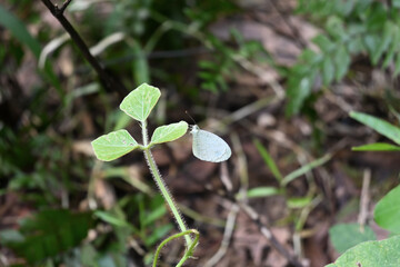 A small white winged psyche butterfly is perched on a tropical kudzu leaf blade