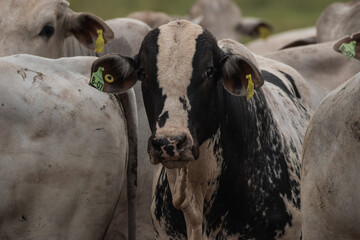 black and white zebu in feedlot