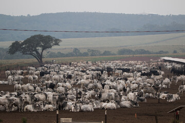 portrait of a cattle feedlot in Mato Grosso do Sul, Brasil