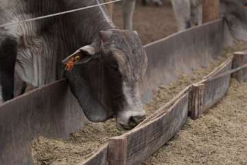 livesstock cattle in feed lot: Nellore young bulls eating