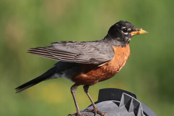 Robin with food in beak for chicks