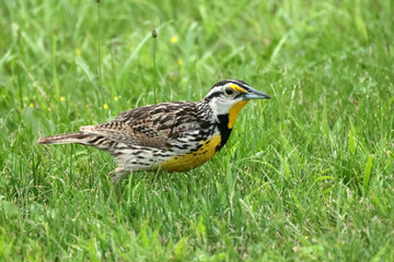 Meadowlark in deep grass