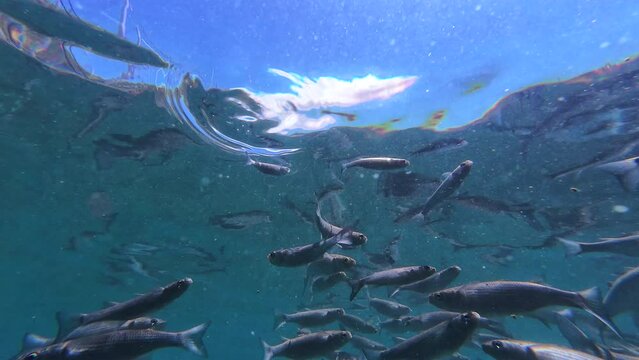 Real time underwater clip of grey mullets swimming in the blue sea.