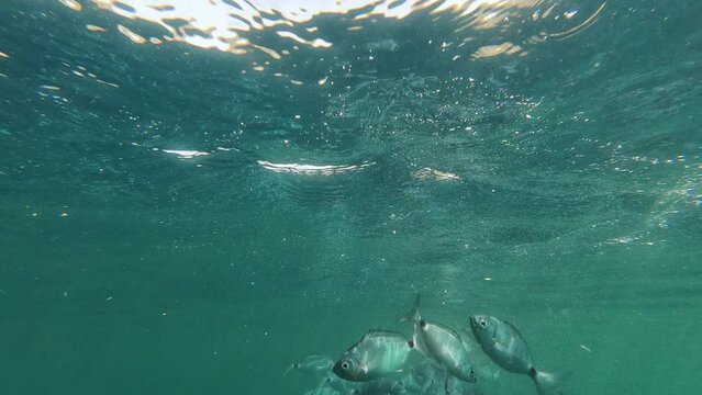 Real time underwater clip of a school of saddled seabreams striking and feeding on bread.