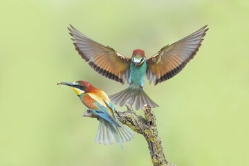 Bee-eater (Merops apiaster), pair, one bird approaching, wildlife, Lake Neusiedl National Park, Seewinkel, Burgenland, Austria, Europe
