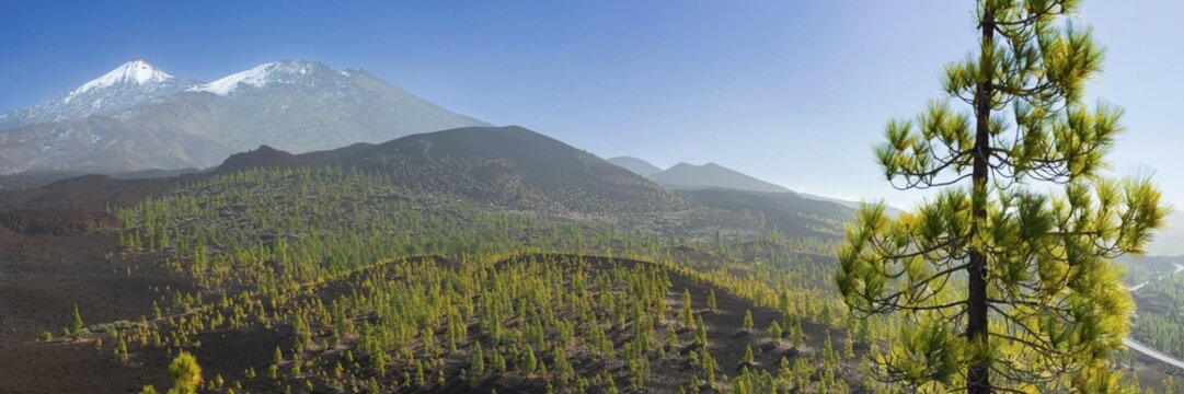 Canary Island pines (Pinus canariensis), Mirador de Chio, Teide National Park, Tenerife, Canary Islands, Spain, Europe