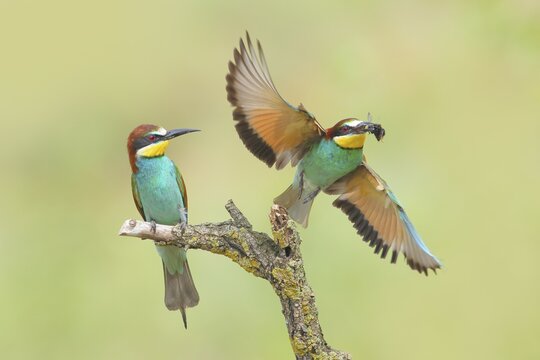 Bee-eater (Merops apiaster), pair, one bird taking off with a bumblebee in its beak, Wildlife, Lake Neusiedl National Park, Seewinkel, Burgenland, Austria, Europe