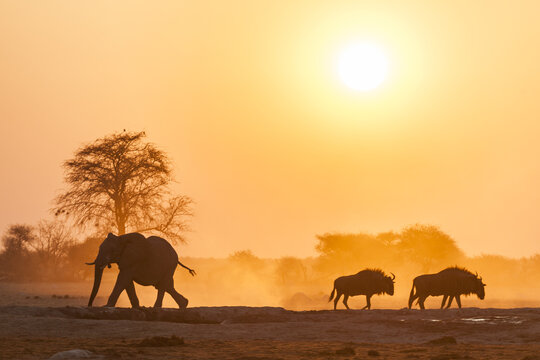 African elephant (Loxodonta africana) and Blue wildebeests (Connochaetes taurinus) backlit at sunset at a waterhole, Nxai Pan National Park, Ngamiland, Botswana, Africa