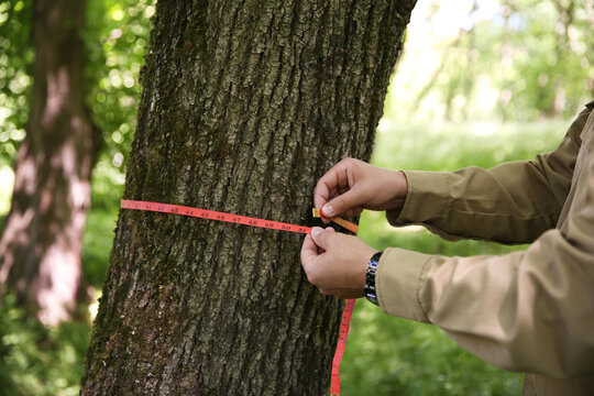 Forester measuring tree trunk with tape in forest, closeup - Powered by Adobe