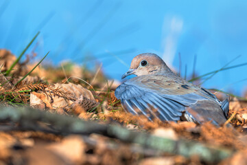Closeup of a mourning dove resting in a pile of dead leaves.