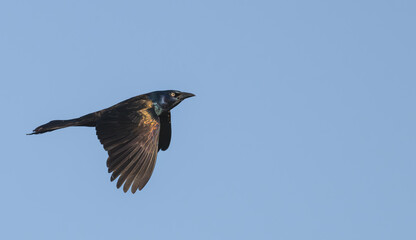 Closeup of a common grackle in flight, its colorful, iridescent feathers on display as it flies.